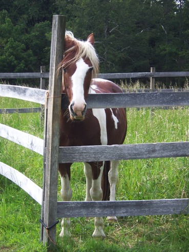 Criollo horse INCA, one of our horses for trailrides in the chilean Andes